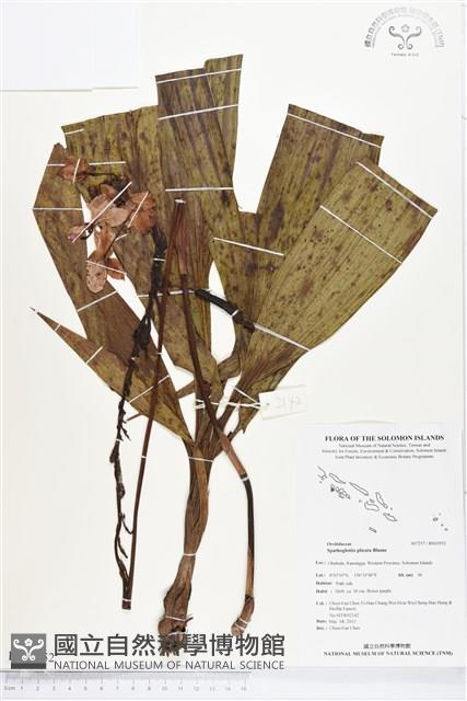 紫苞舌蘭、紫蘭藏品圖，第1張