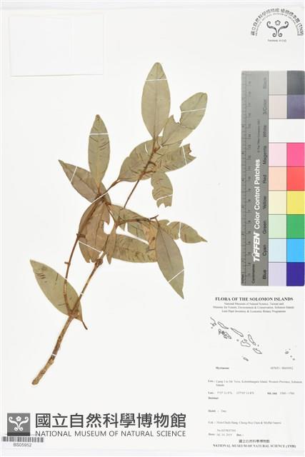 登錄號:BS05952藏品圖，第1張
