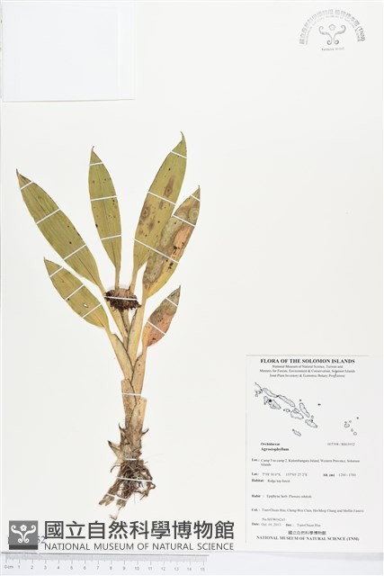 登錄號:BS03952藏品圖，第1張