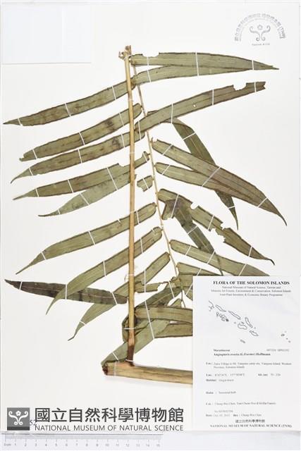 蘭嶼觀音座蓮藏品圖，第1張