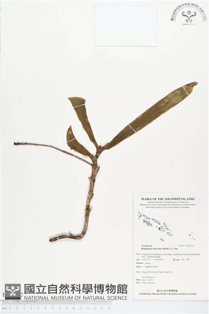 登錄號:BS01352藏品圖，第1張