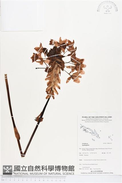 登錄號:BS04352藏品圖，第1張