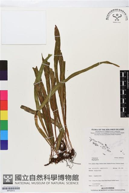 登錄號:BP02812藏品圖，第1張