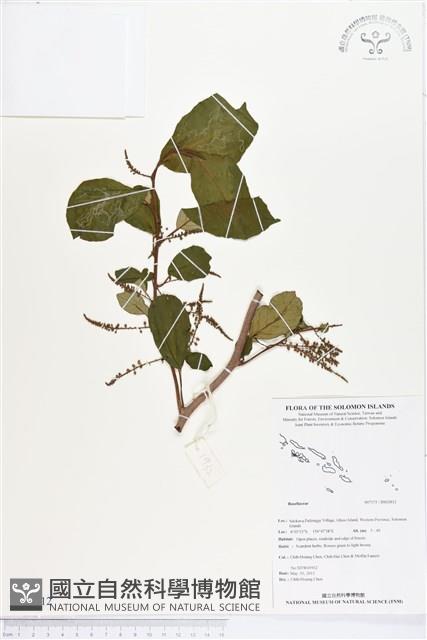 登錄號:BS02812藏品圖，第1張