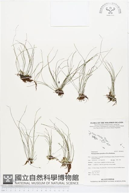 連孢一條線蕨藏品圖，第1張