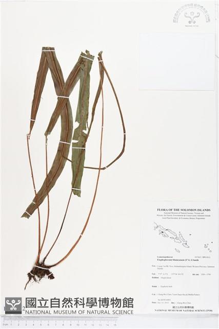 登錄號:BP01812藏品圖，第1張