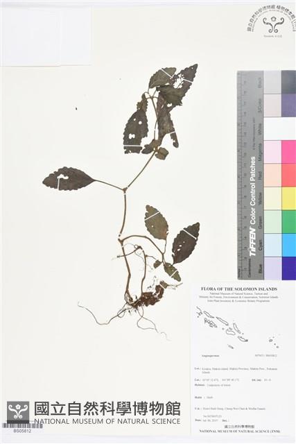 登錄號:BS05812藏品圖，第1張