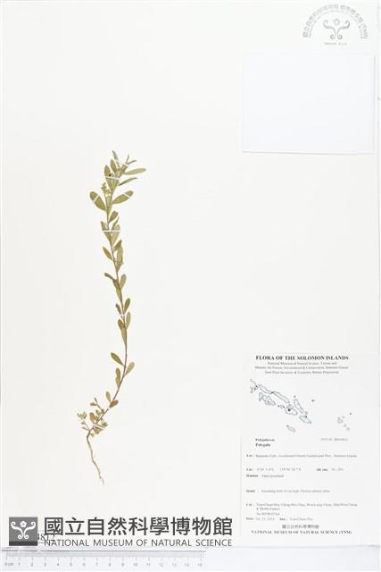 登錄號:BS04812藏品圖，第1張