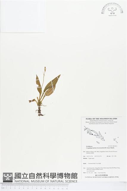 登錄號:BS03812藏品圖，第1張