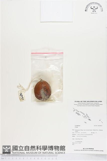 登錄號:BG00012藏品圖，第1張