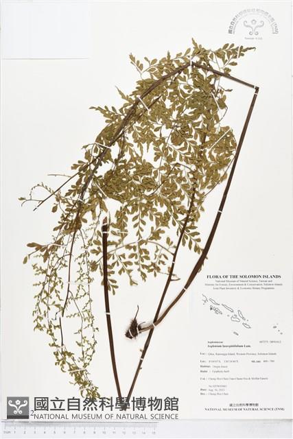 大羽鐵角蕨藏品圖，第1張