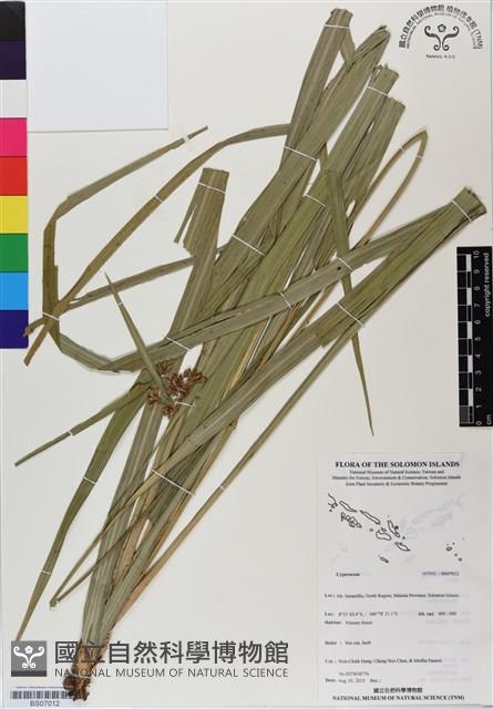 登錄號:BS07012藏品圖，第1張