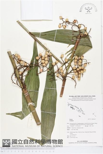 登錄號:BS02612藏品圖，第1張