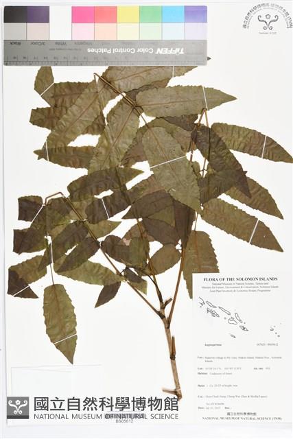 登錄號:BS05612藏品圖，第1張