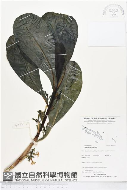 草海桐、水草藏品圖，第1張