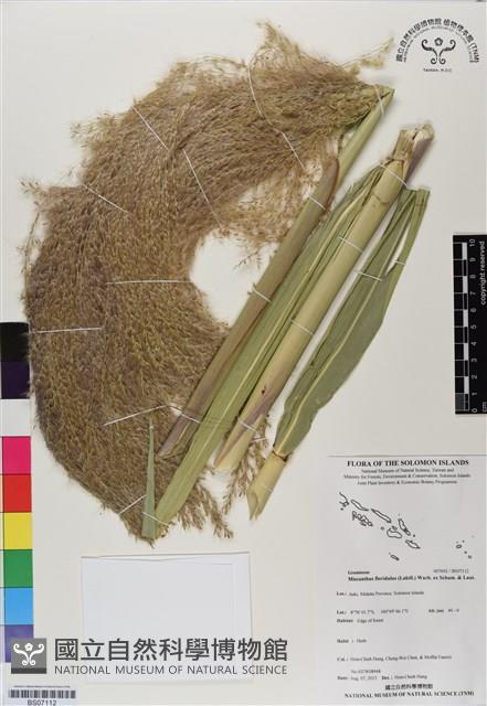 五節芒藏品圖，第1張