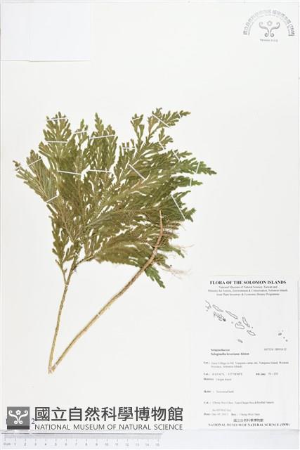 登錄號:BP01412藏品圖，第1張