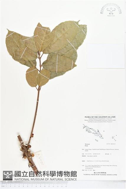 登錄號:BS05412藏品圖，第1張
