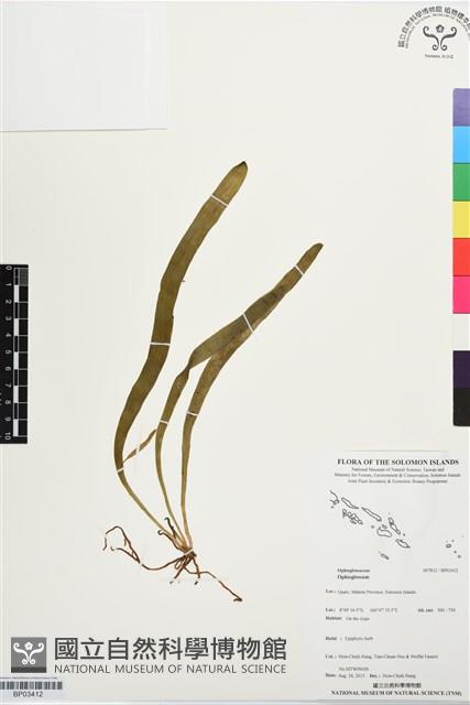 登錄號:BP03412藏品圖，第1張