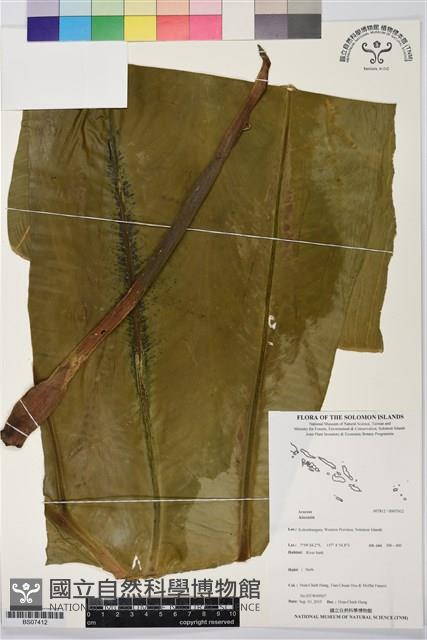 登錄號:BS07412藏品圖，第1張