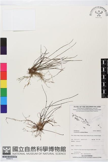 登錄號:BS06212藏品圖，第1張