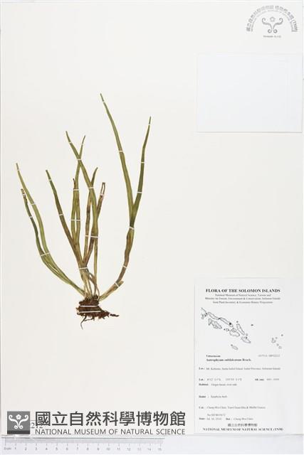 登錄號:BP02212藏品圖，第1張