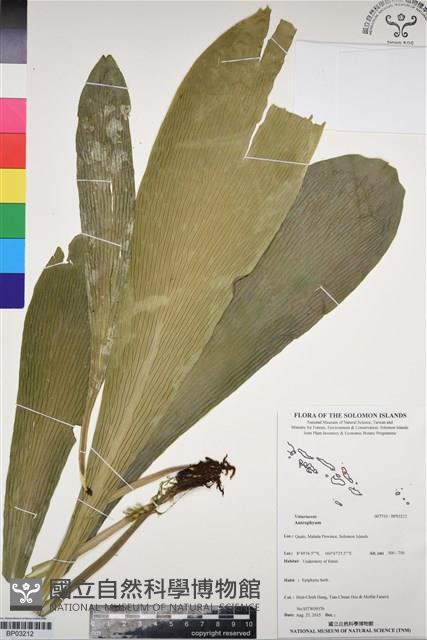 登錄號:BP03212藏品圖，第1張