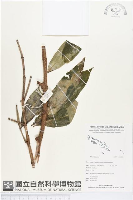 登錄號:BS03212藏品圖，第1張