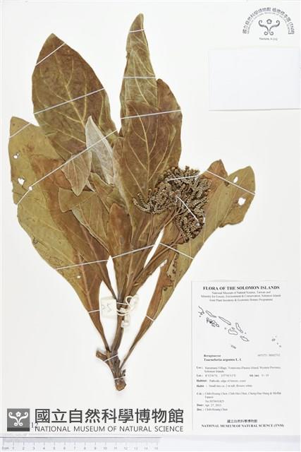 白水木藏品圖，第1張