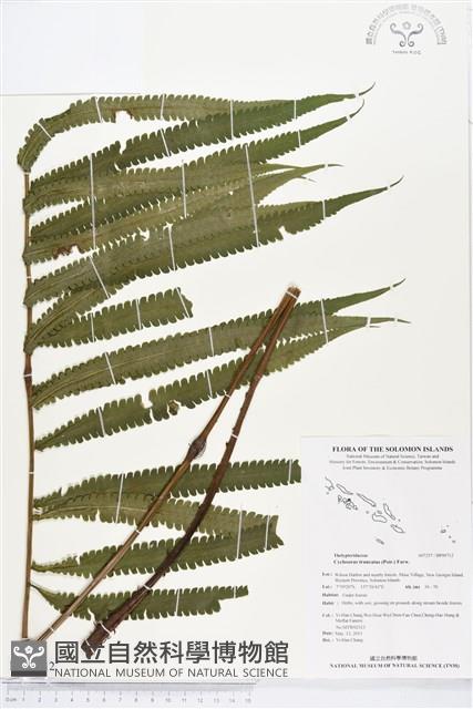 大葉毛蕨藏品圖，第1張
