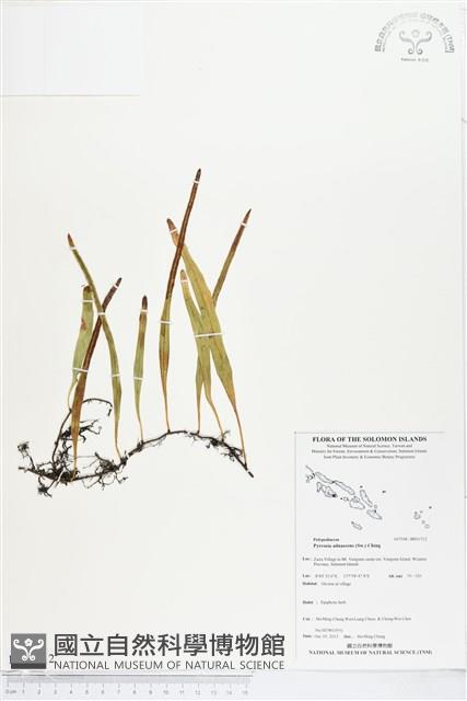 抱樹石葦藏品圖，第1張