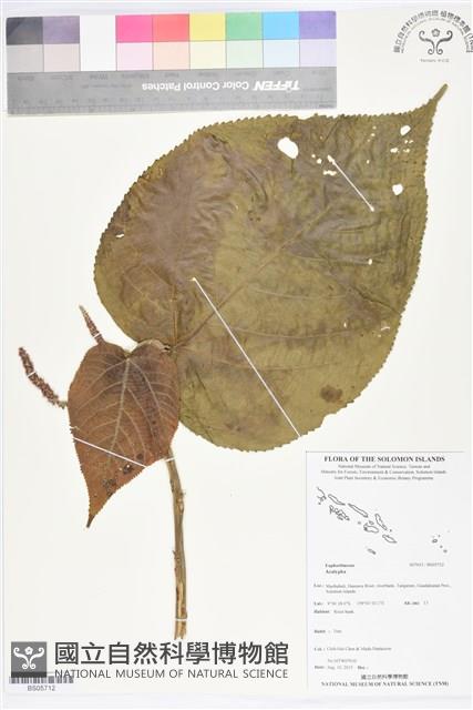 登錄號:BS05712藏品圖，第1張