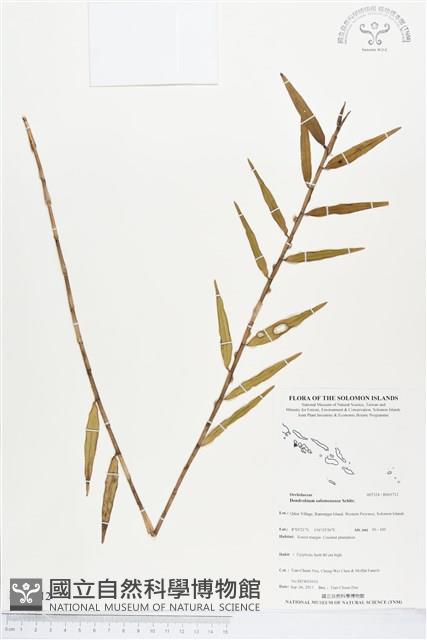 登錄號:BS03712藏品圖，第1張