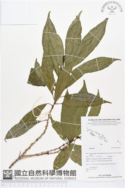 登錄號:BS02512藏品圖，第1張