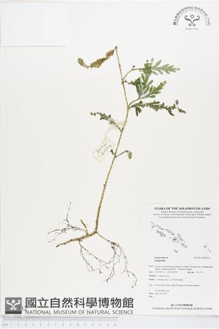 登錄號:BP00512藏品圖，第1張