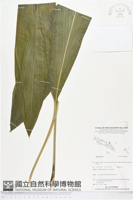 登錄號:BS05512藏品圖，第1張