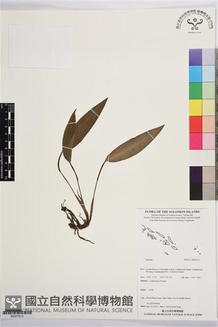 登錄號:BS07512藏品圖，第1張