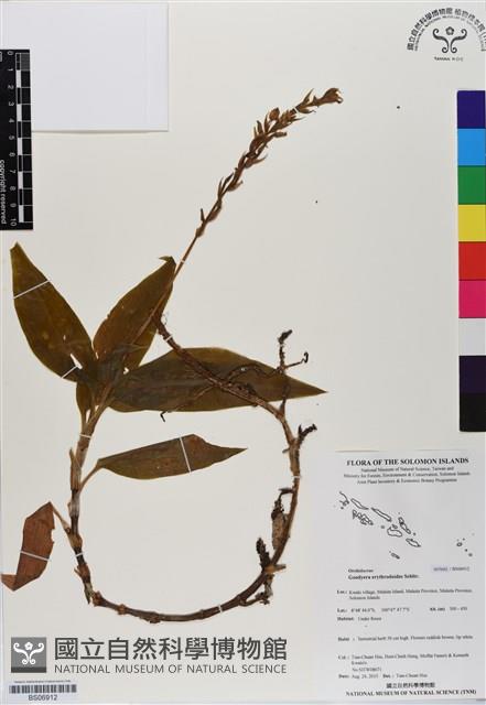 登錄號:BS06912藏品圖，第1張