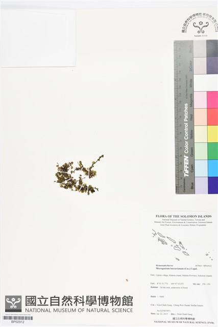 登錄號:BP02912藏品圖，第1張