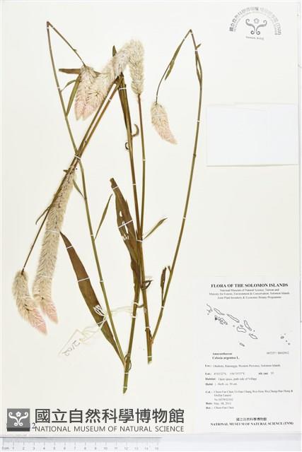 青葙藏品圖，第1張