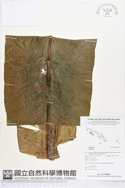 登錄號:BP00912藏品圖，第1張