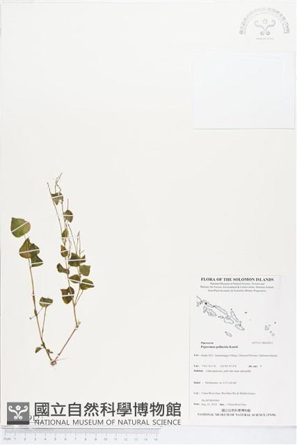 草胡椒藏品圖，第1張