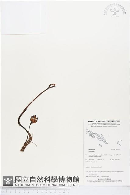 登錄號:BS03912藏品圖，第1張