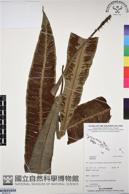 Accession Number:BP03312 Collection Image