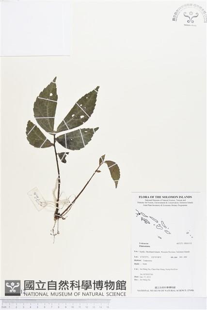 登錄號:BS03312藏品圖，第1張