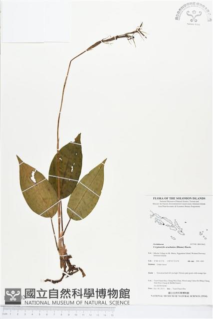 滿綠隱柱蘭、美唇隱柱蘭藏品圖，第1張