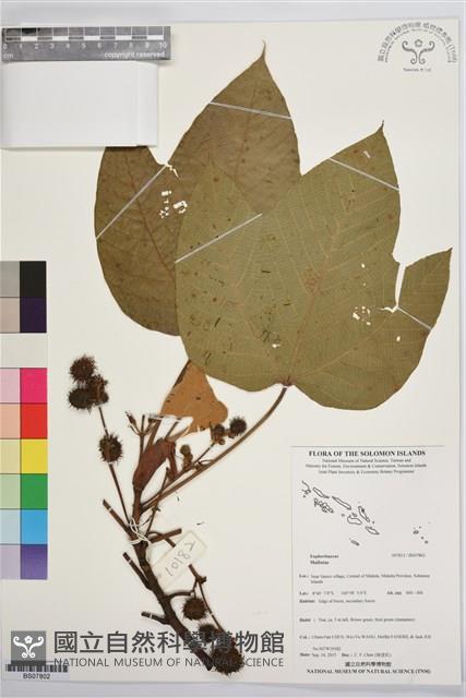 登錄號:BS07802藏品圖，第1張