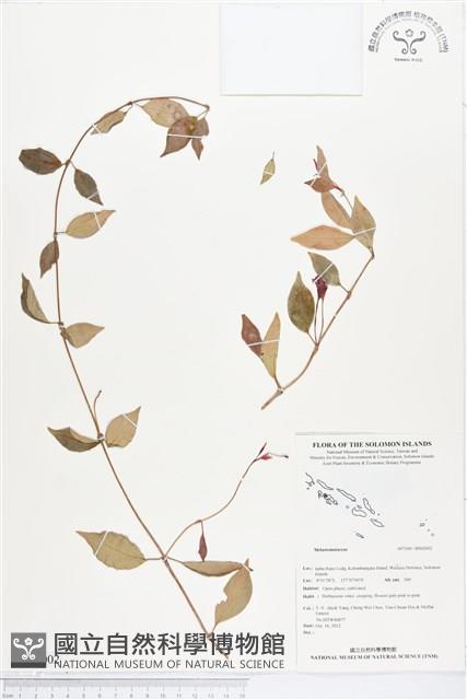 登錄號:BS02002藏品圖，第1張