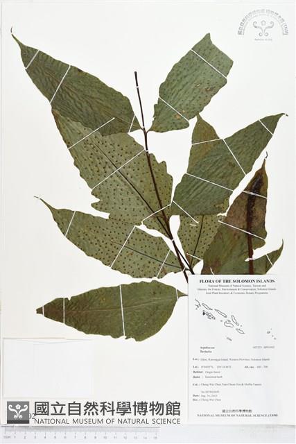 登錄號:BP01002藏品圖，第1張