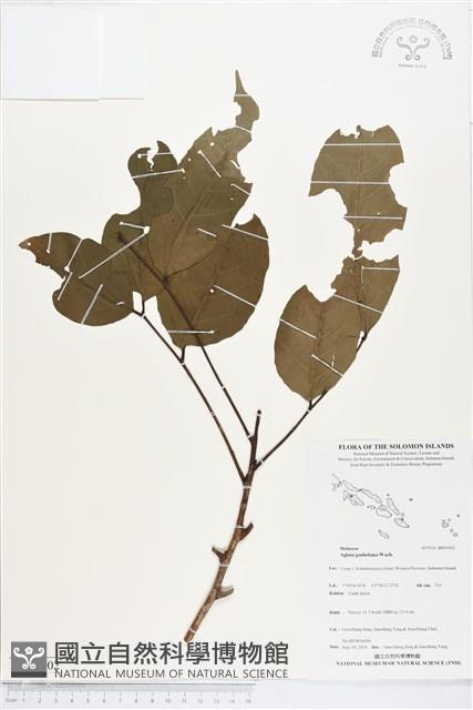 登錄號:BS05002藏品圖，第1張